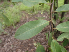Xylopia odoratissima