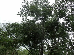 Xylopia odoratissima