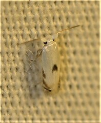 Opostegidae