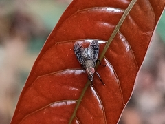 Platystoma seminationis