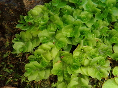 Fossombronia angulosa