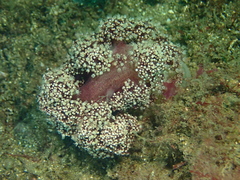 Dendronephthya australis