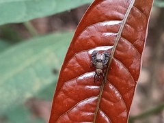 Platystoma seminationis