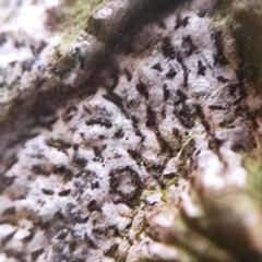 Opegrapha
