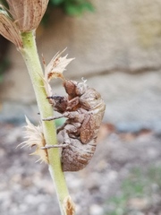 Cicadella