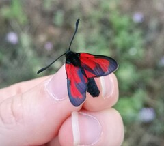 Zygaena erythrus