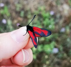 Zygaena erythrus
