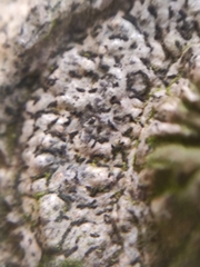 Opegrapha