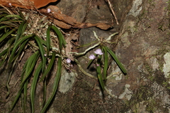 Sarcochilus ceciliae