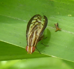 Sapromyza guttulata