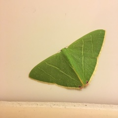 Urolitha bipunctifera