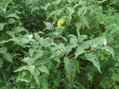 Solanum incanum