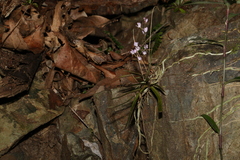 Sarcochilus ceciliae