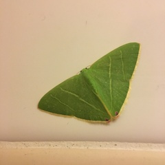 Urolitha bipunctifera