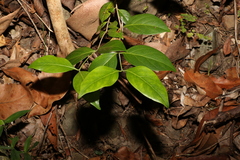 Psydrax lamprophylla