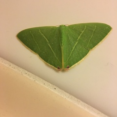 Urolitha bipunctifera