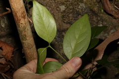 Psydrax lamprophylla