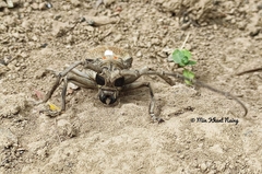 Batocera rufomaculata
