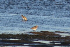 Limosa