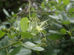 Maerua triphylla