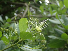 Maerua triphylla