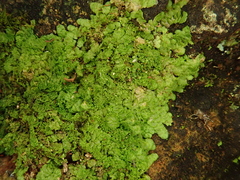 Radula lindenbergiana