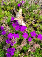 Thysanoplusia orichalcea