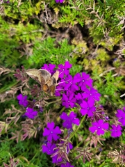 Thysanoplusia orichalcea