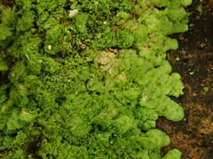 Radula lindenbergiana