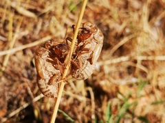Cicadella