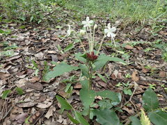 Clerodendrum buchneri