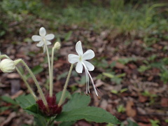 Clerodendrum buchneri