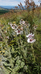 Berkheya purpurea