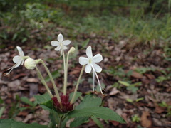 Clerodendrum buchneri