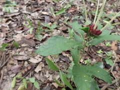 Clerodendrum buchneri