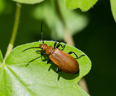 Pyrochroa serraticornis