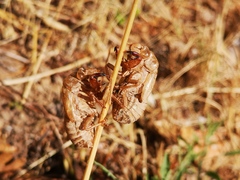 Cicadella
