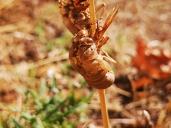 Cicadella
