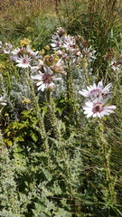 Berkheya purpurea