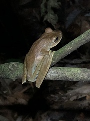 Boana maculateralis