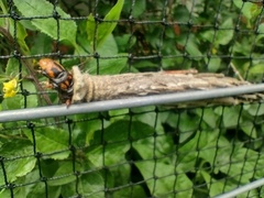 Metura elongatus