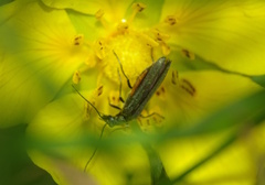 Oedemera lurida