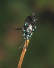 Thyreus nitidulus