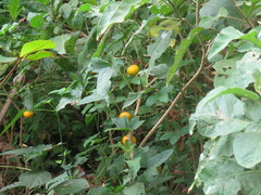 Solanum incanum