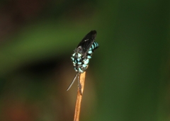 Thyreus nitidulus