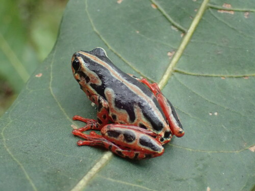 Margined Reed Frog