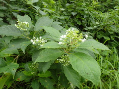 Clerodendrum tanganyikense
