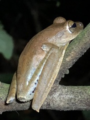 Boana maculateralis