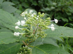 Clerodendrum tanganyikense