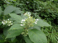 Clerodendrum tanganyikense